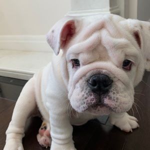 Meet your Posher, Karina